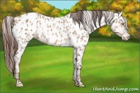 Horse Color:Amber Champagne Appaloosa  and Amber Champagne Appaloosa 