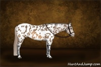 Horse Color:Buckskin Appaloosa