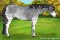 Horse Color:White Spotted Blue Roan 