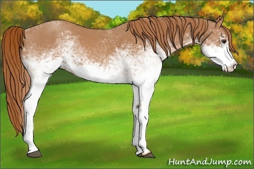Horse Color:White Spotted Red Roan 