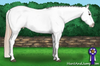 Horse Color:Chestnut Appaloosa 