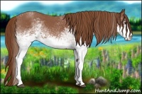 Horse Color:White Spotted Red Roan 