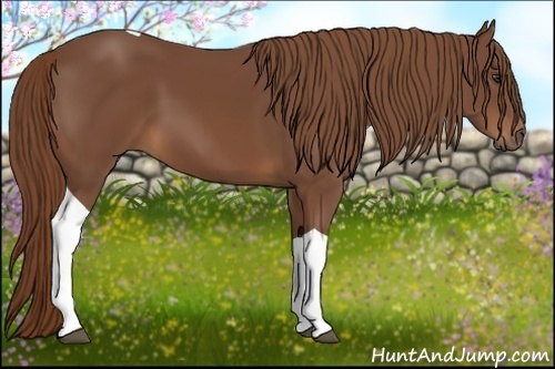 Horse Color:Chestnut Tobiano
