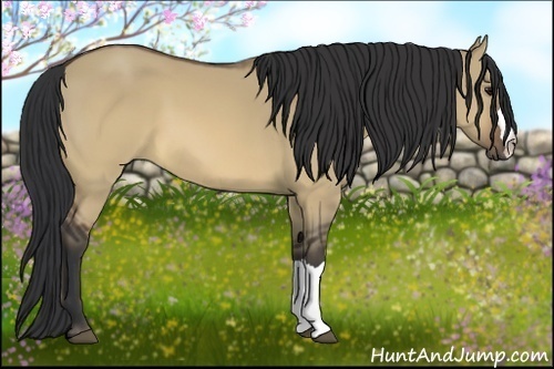 Horse Color:Brown Dun