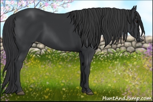 Horse Color:Black 