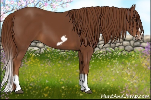 Horse Color:Chestnut Splash Frame