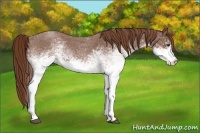 Horse Color:White Spotted Red Roan