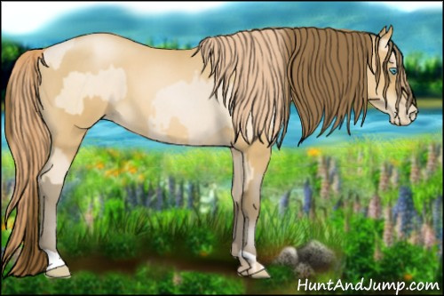 Horse Color:Buckskin Roan Pearl and Gray Buckskin Roan Pearl