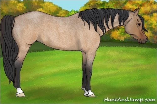 Horse Color:Brown Roan Dun