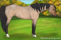 Horse Color:Brown Roan Dun