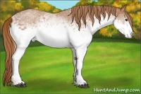Horse Color:White Spotted Red Roan 