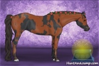 Horse Color:Black  and Bay 