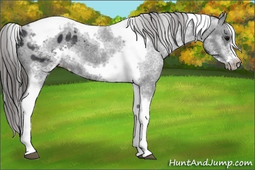 Horse Color:White Spotted Black Splash Tobiano Frame Appaloosa