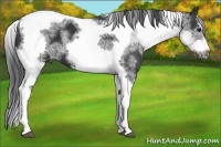 Horse Color:White Spotted Black Splash Tobiano Frame Appaloosa