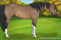 Horse Color:Bay Dun 