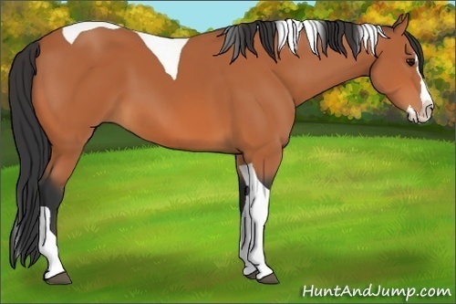 Horse Color:Bay Splash Tobiano 