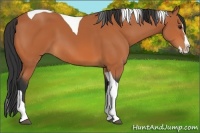 Horse Color:Bay Splash Tobiano
