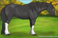 Horse Color:Smoky Black 