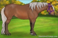 Horse Color:Silver Bay 