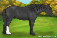 Horse Color:Smoky Black 