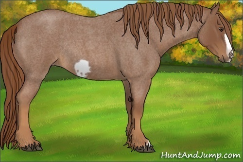 Horse Color:Red Roan Frame Rabicano 