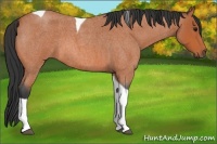 Horse Color:Bay Roan Tobiano