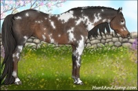 Horse Color:White Spotted Liver Chestnut 