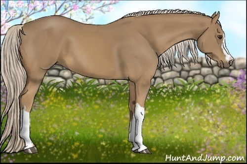 Horse Color:Palomino 