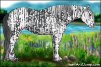 Horse Color:Black and White Spotted Black