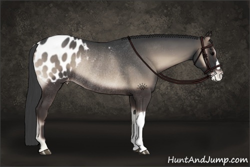 Horse Color:Blue Onyx Appaloosa Rabicano 