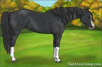 Horse Color:Black Splash 