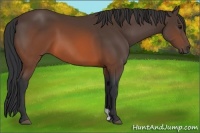 Horse Color:Brown 