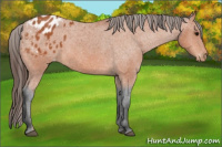 Horse Color:Bay Appaloosa 