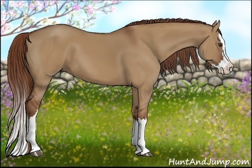 Horse Color:Red Dun Splash 