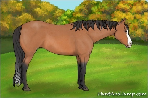 Horse Color:Bay Roan Splash 