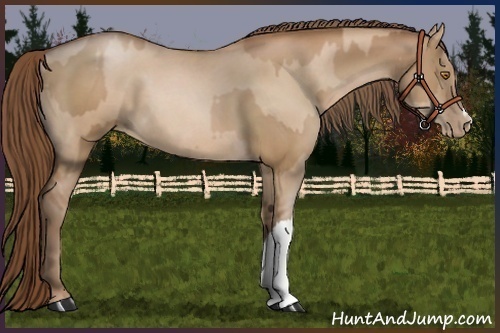 Horse Color:Brown Pearl  and Brown Pearl Dun 
