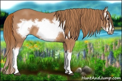 Horse Color:Chestnut Splash Frame