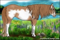 Horse Color:Chestnut Splash Frame