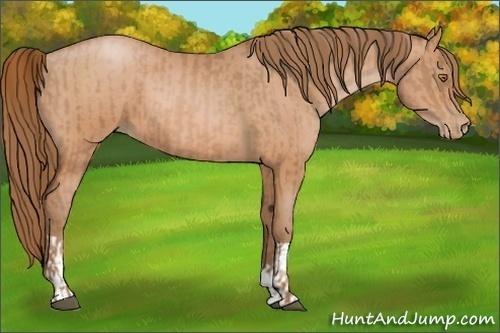 Horse Color:Bay Pearl  and Bay Pearl 