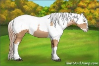 Horse Color:Liver Chestnut Pearl  and Liver Chestnut Pearl Appaloosa 