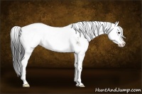 Horse Color:Bay Sabino 