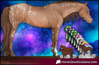 Horse Color:White Spotted Chocolate Brown Pearl and Brown Pearl