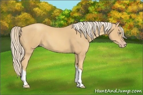 Horse Color:Gold Cream Champagne 