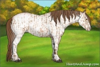 Horse Color:Bay Pearl  and White Spotted Bay Pearl 
