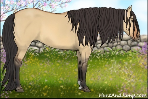 Horse Color:Bay Dun 