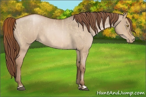 Horse Color:Bay Roan Pearl Dun  and Bay Roan Pearl Dun 