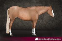 Horse Color:Brown Pearl and Liver Chestnut Pearl