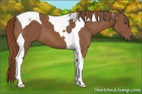Horse Color:Chestnut Tobiano