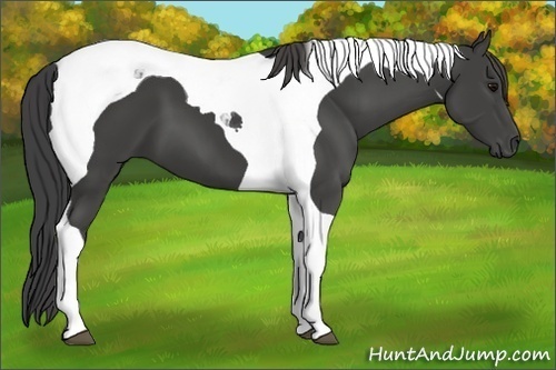 Horse Color:Smoky Black Tobiano