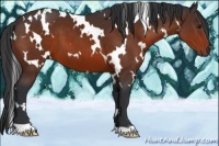 Horse Color:White Spotted Bay 